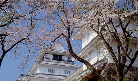 悠久山桜まつり。約2500本もの桜を楽しめます。